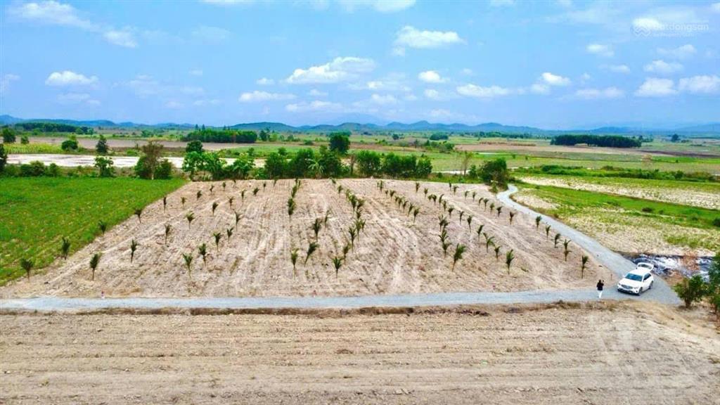 Đất buôn sim ninh tây, ninh hòa. diện tích 1000m2 (đất cây lâu năm) đường ô tô tới tận