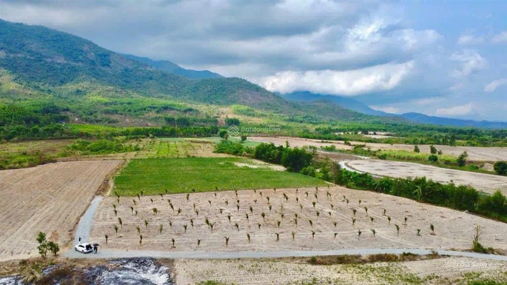 Đất buôn sim ninh tây, ninh hòa. diện tích 1000m2 (đất cây lâu năm) đường ô tô tới tận