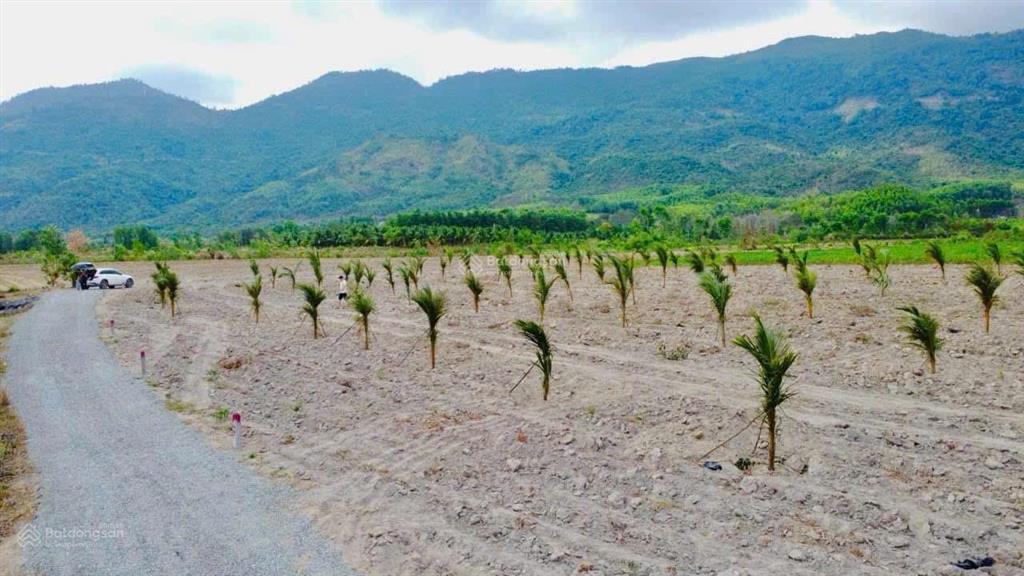 Đất buôn sim ninh tây, ninh hòa. diện tích 1000m2 (đất cây lâu năm) đường ô tô tới tận