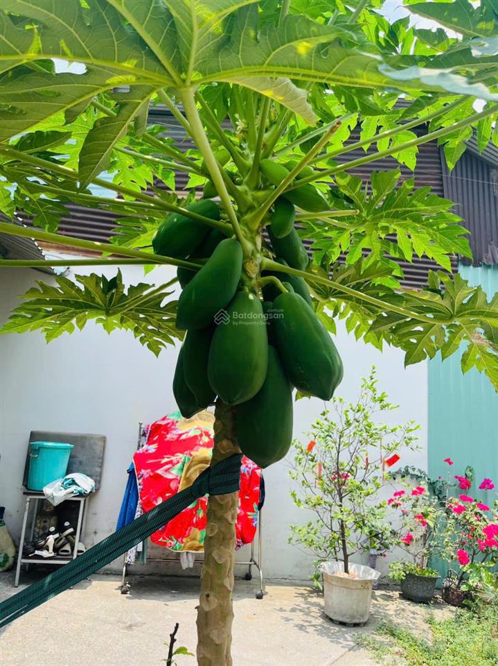 Bán đất tặng xưởng  ~200m² (ngang lớn)  giá rẻ nhất khu vực  đông hưng thuận, q12