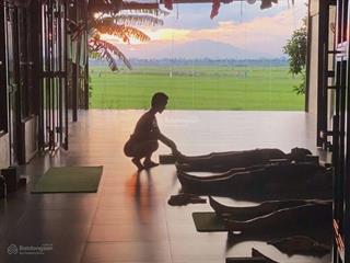 View lúa trà quế an mỹ cchâu hội an