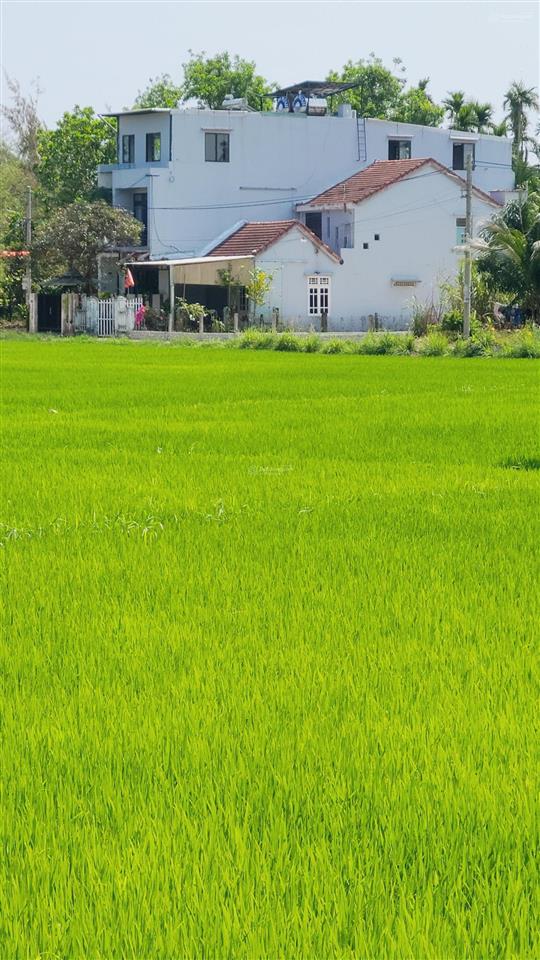 Lô góc view lúa 2 mặt tiền lê thánh tông cẩm châu hội an