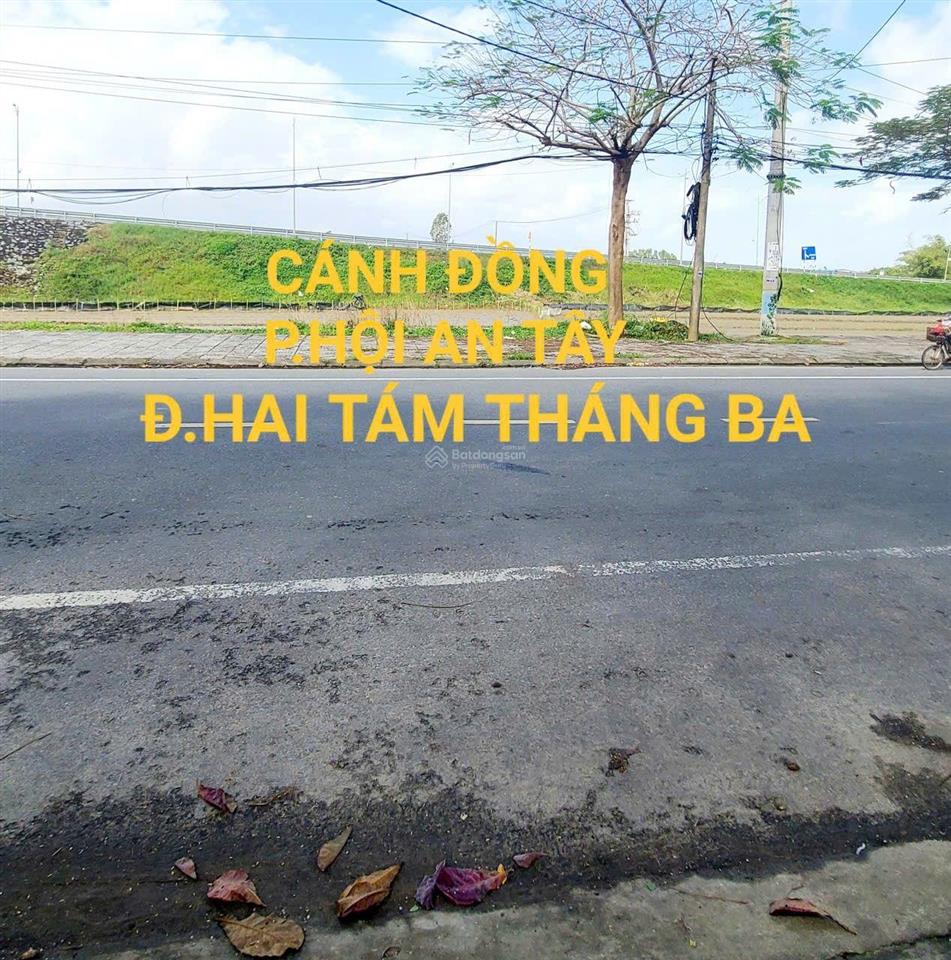 View lúa kề lô góc đ.hùng vương cánh đồng lúa ph hội an tây