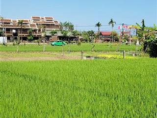 Chuyên bán view lúa an mỹ cẩm châu hội an hai đến bốn trăm mét