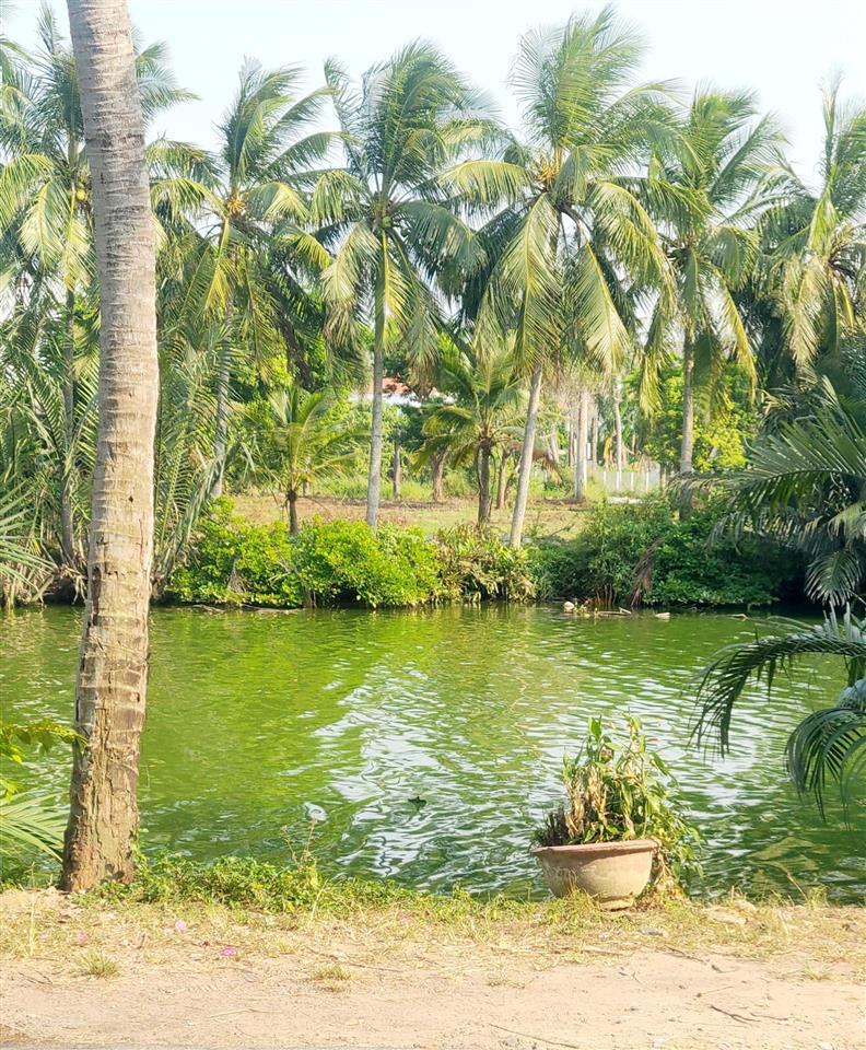 Làng rau trà quế ngôi làng nổi tiếng 500 năm cẩm châu hội an