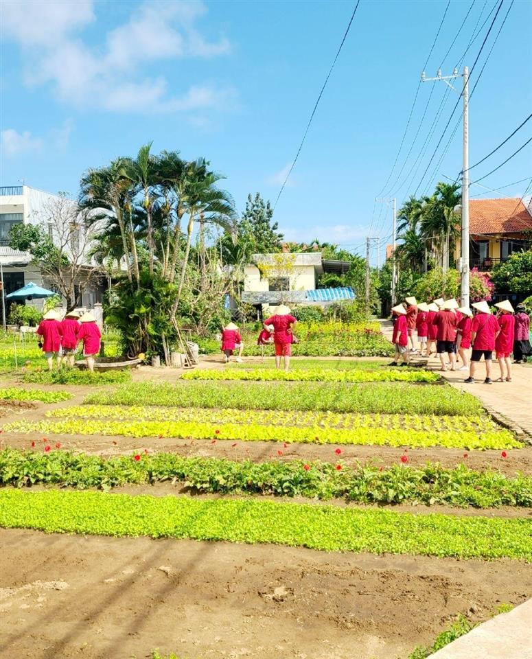 Đất làng trà quế cách biển an bàng hội an 0,5km