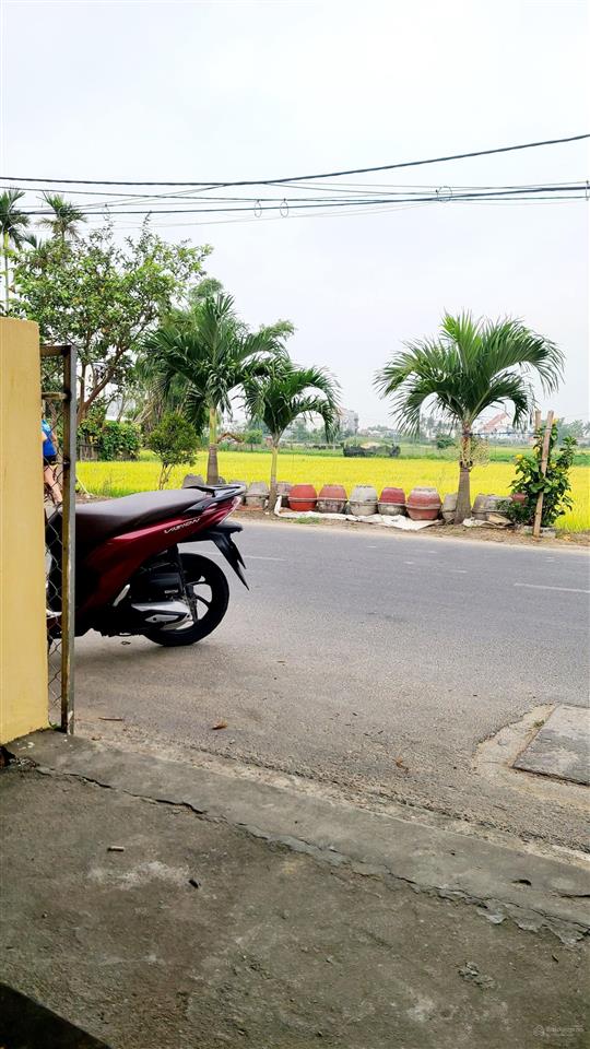 View lúa an mỹ cẩm châu hội an