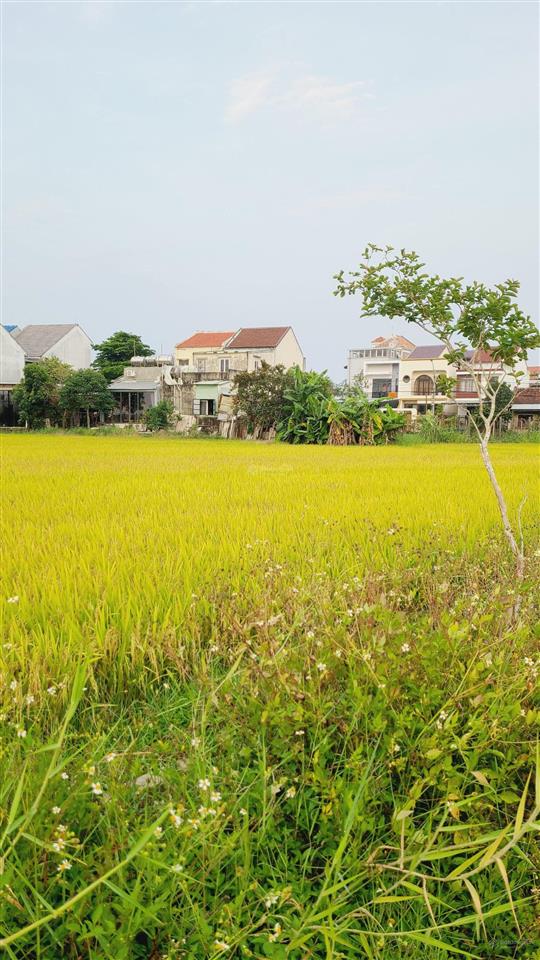 View lúa an mỹ cẩm châu hội an