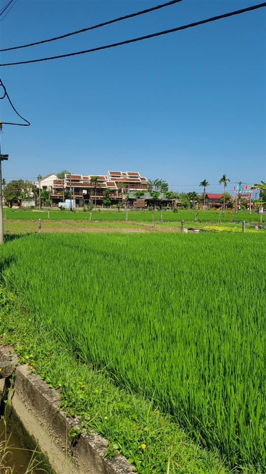 View lúa an mỹ cẩm châu hội an