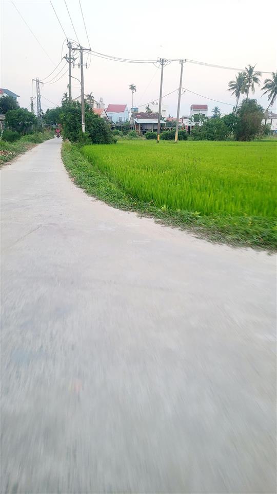View lúa an mỹ cẩm châu hội an