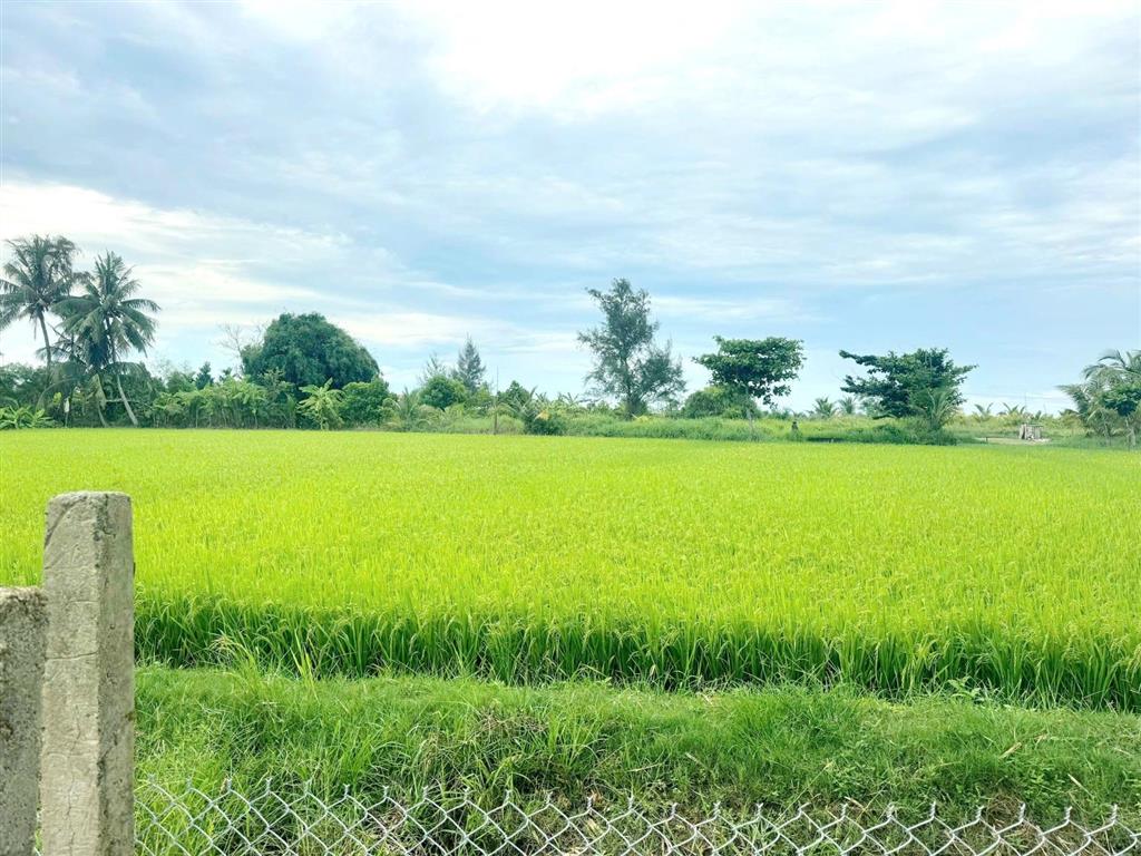 View lúa an mỹ, cẩm châu ngõ lý thường kiệt, hội an