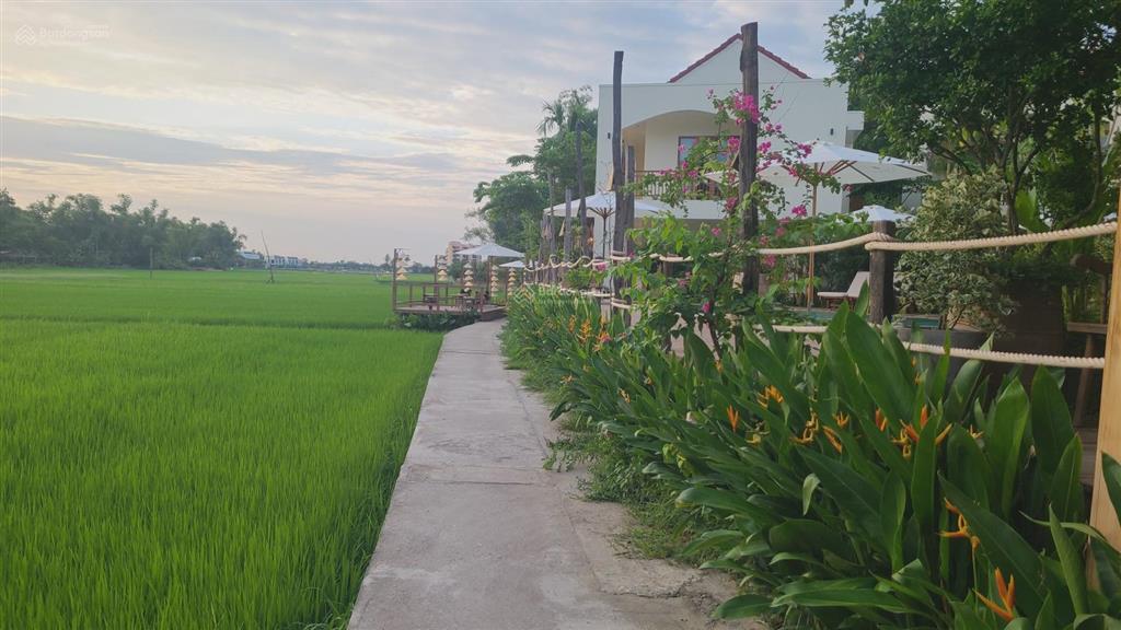 View lúa an mỹ, cẩm châu ngõ lý thường kiệt, hội an