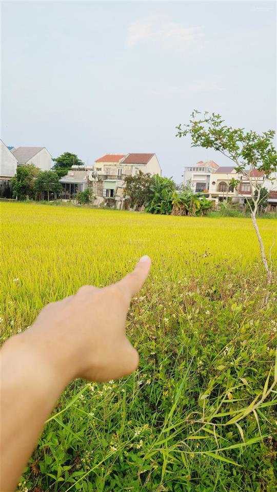 View lúa an mỹ, cẩm châu ngõ lý thường kiệt, hội an