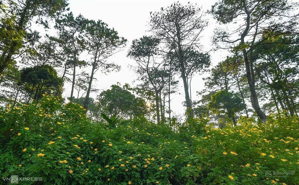 Bán đất làm homestay yên bài, 1650m cách bavilla moutain clouds & yênbài resort 200m.  0988 982 ***