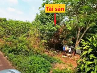 Ngân hàng phát mại tài sản tại xã long hưng, phú riềng, bình phước, giá thỏa thuận, dt 301.8m2