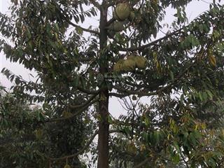 Bán trang trại, khu nghỉ dưỡng tại xã đắk nia, 19,9 tỷ, 66000 m2, hot!