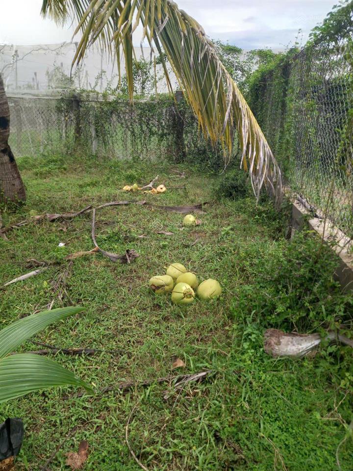 Bán đất đẹp tại khu phố 8, phước dân, ninh phước, 1 tỷ, 932 m2
