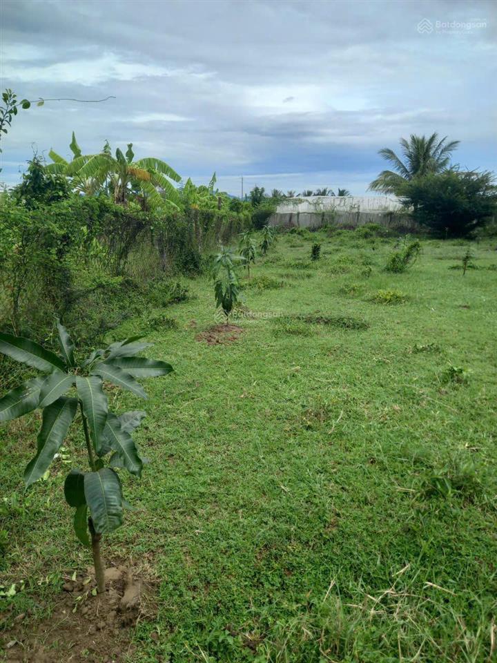 Bán đất đẹp tại khu phố 8, phước dân, ninh phước, 1 tỷ, 932 m2