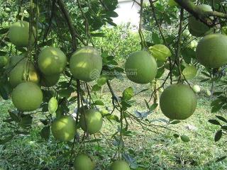 Chính chủ cần bán vườn bưởi  195 triệu