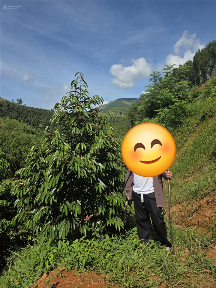 Chính chủ  ra đi mảnh vườn sầu riêng tâm huyết  ba cụm bắc  khánh sơn