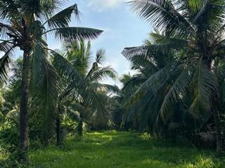 Chào bán 2 công đất trồng dừa tại ấp mỹ trạch xã hương mỹ tỉnh vĩnh long.