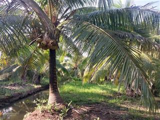 Chào bán 9công1 đất trồng dừa đang cho trái 100% gần cổng chào thạnh phú