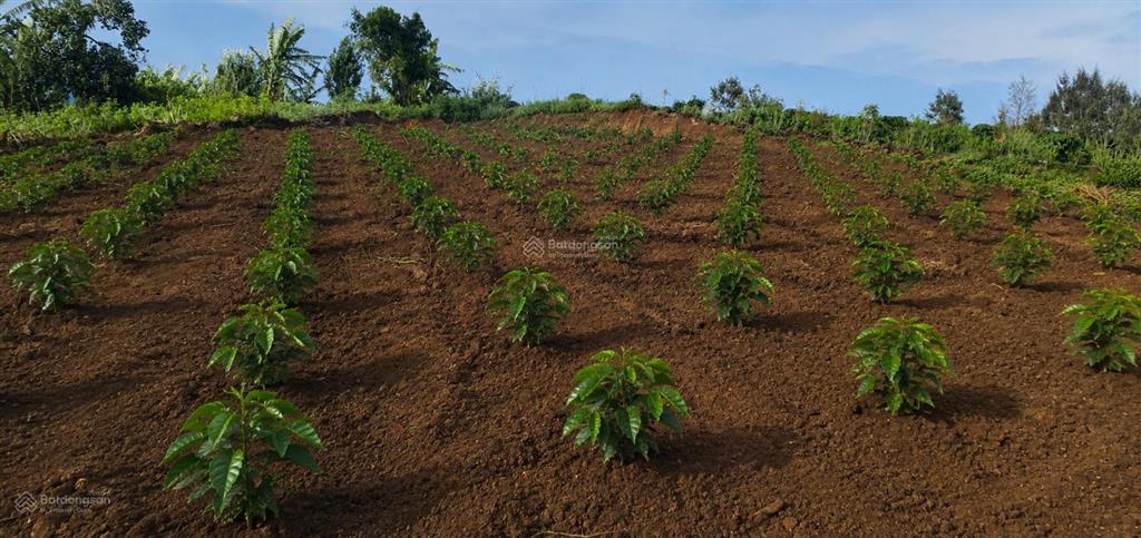 Bán đất vườn 2 mặt tiền gia hiệp, di linh, lâm đồng