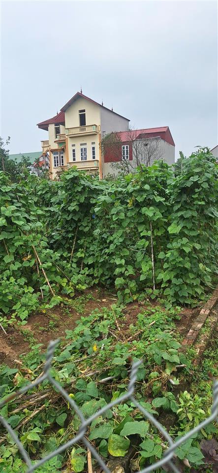 Đón đầu vành đai 4  chỉ 200m ra cầu xuân cẩm  đất vàng sóc sơn giá đầu tư!