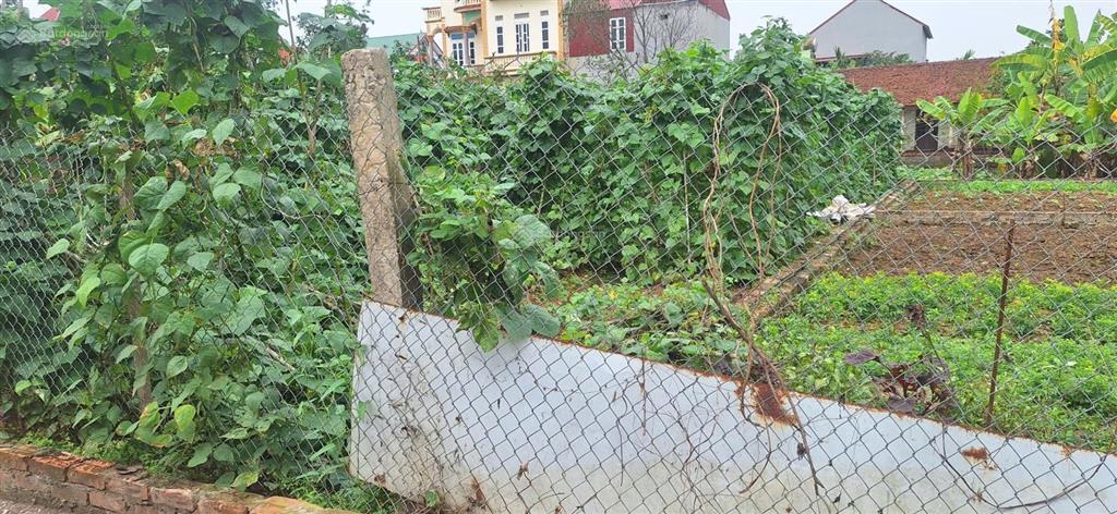 Đón đầu vành đai 4  chỉ 200m ra cầu xuân cẩm  đất vàng sóc sơn giá đầu tư!