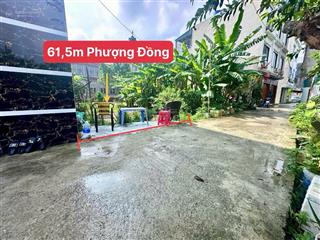 Chính chủ gửi bán 61,5 phượng đồngphụng châu