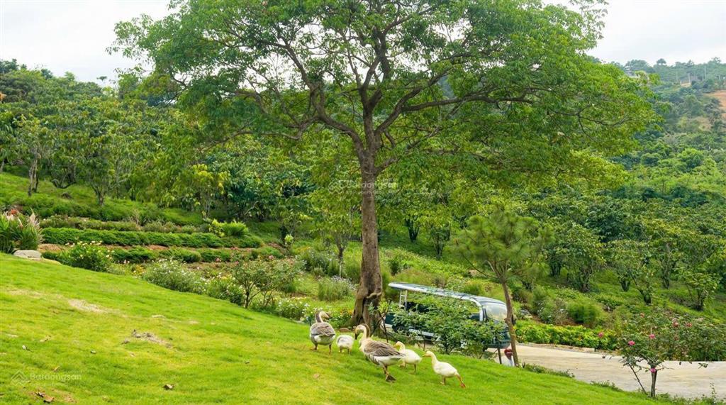 Bán lô đất view săn mây bảo lộc. đã có cư dân hiện hữu, bám suối tự nhiên. tiện ích đầy đủ