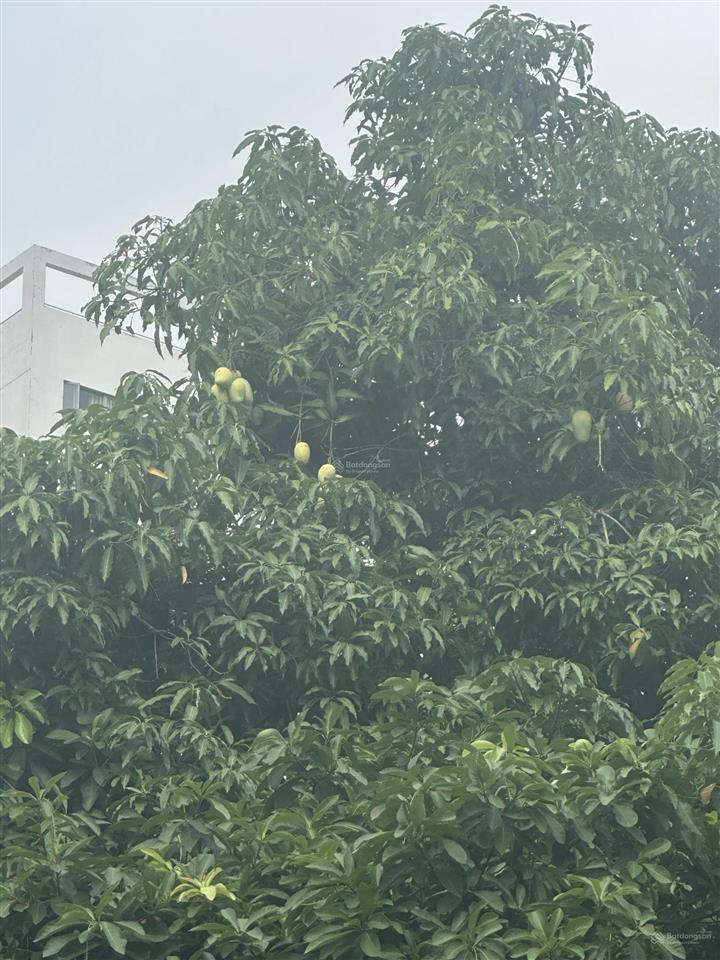 Bán nhanh biệt thự nội khu nam thiên 1, view sau có công viên đẹp 8x18m, giá bán  0902 522 ***