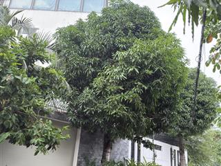 Biệt thự thạnh xuân 3 mặt tiền, hồ koi nhật, 4 tầng + hầm, thang máy, 7pn giảm 5 tỷ còn 40 tỷ