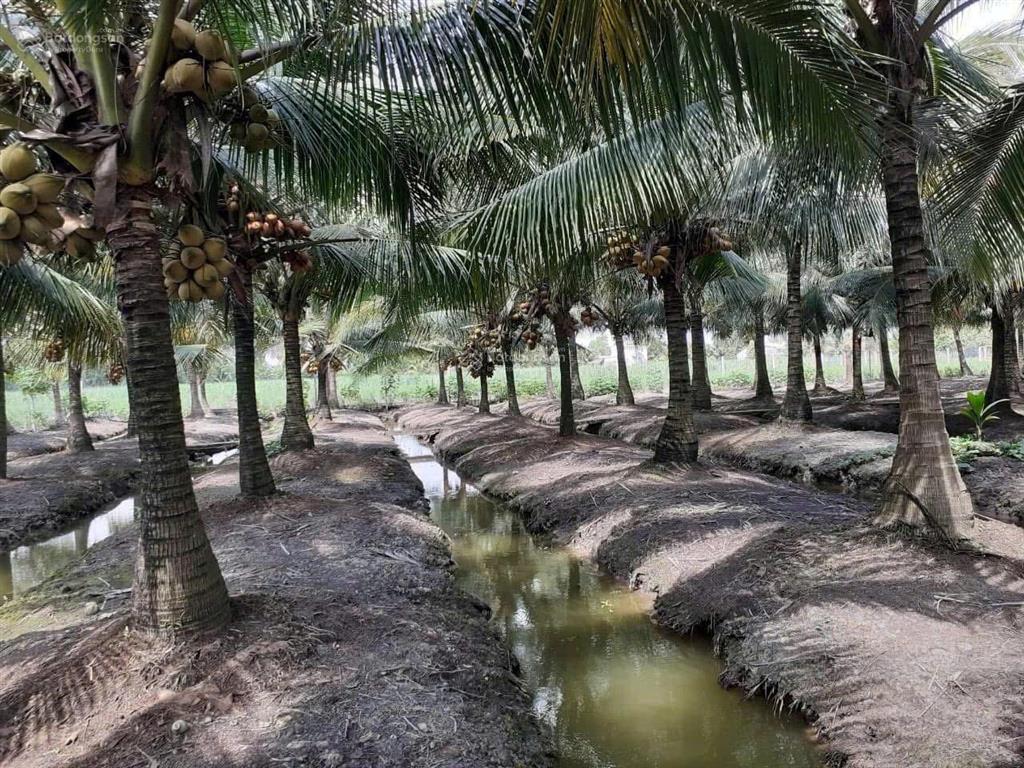 Chính chủ cần bán đất giá siêu tốt tại đại phước, nhơn trạch, đồng nai, 34,5 tỷ, 19,758m2