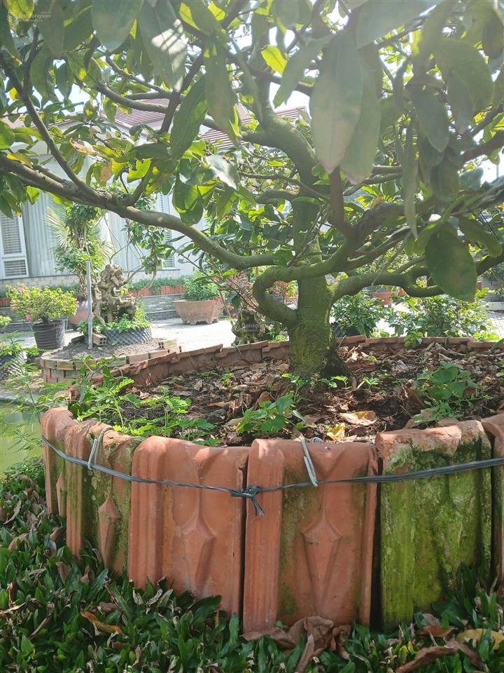 Chủ ngộp bán gấp nhà thái vườn nghỉ dưỡng bến lức 943m2, 8 tỷ, shr 0931 778 ***