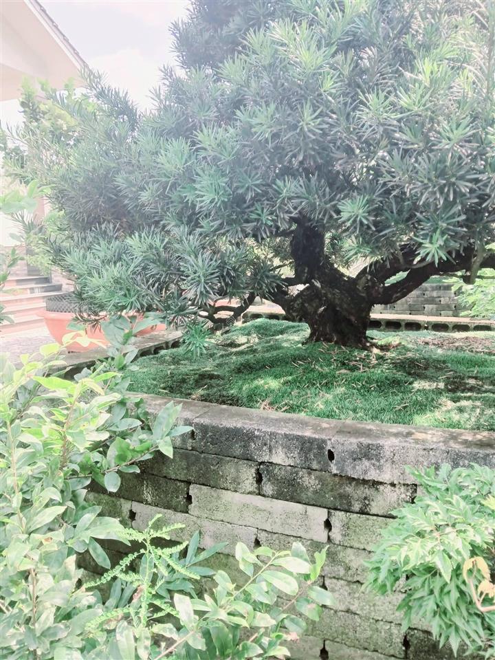 Chủ ngộp bán gấp nhà thái vườn nghỉ dưỡng bến lức 943m2, 8 tỷ, shr 0931 778 ***