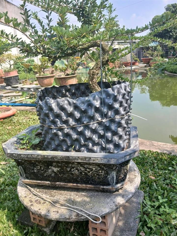 Chủ ngộp bán gấp nhà thái vườn nghỉ dưỡng bến lức 943m2, 8 tỷ, shr 0931 778 ***