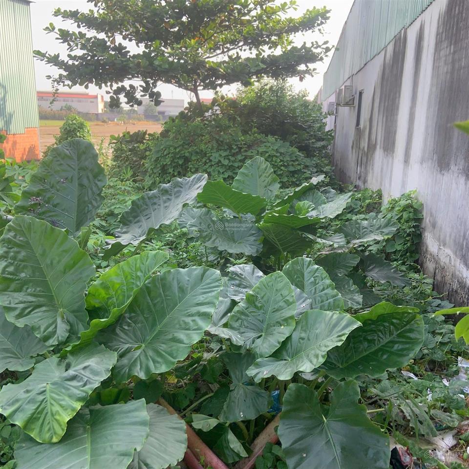 Bán nhanh mbkd mt phan văn mãng tt bến lức dt264m2  shr giá 11 tỷ (tl) 0931 778 ***