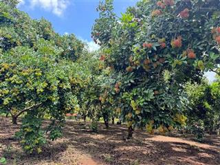 Bán gấp nhà vườn 1000m2 giá chỉ 580tr, cách kcn becamex chỉ 5p đi xe  ngay minh thành, chơn thành