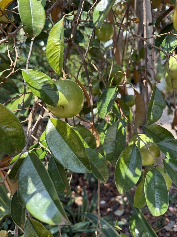 Bán 5 lô đất thổ cư nằm trong khu dân cư hiện hữu, vị trí ngay khu vực ngã tư dầu giây sổ sẵn