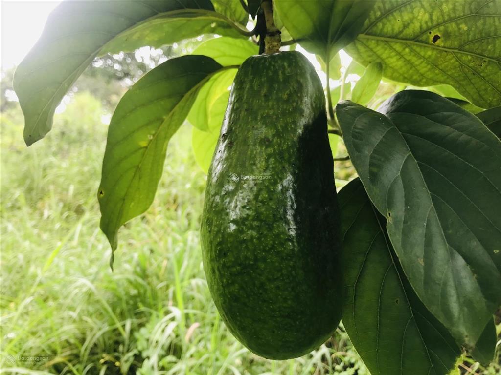 Bán 5 lô đất thổ cư nằm trong khu dân cư hiện hữu, vị trí ngay khu vực ngã tư dầu giây sổ sẵn