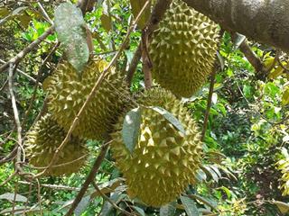 Bán 5 lô đất thổ cư nằm trong khu dân cư hiện hữu, vị trí ngay khu vực ngã tư dầu giây sổ sẵn