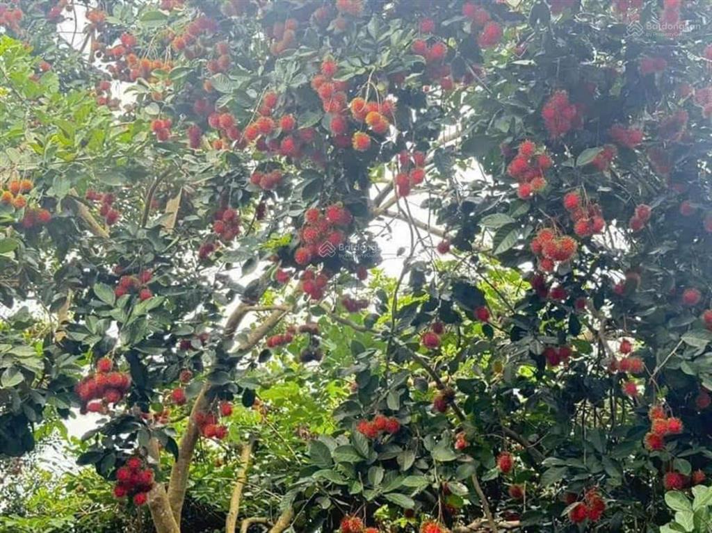 Bán 5 lô đất thổ cư nằm trong khu dân cư hiện hữu, vị trí ngay khu vực ngã tư dầu giây sổ sẵn