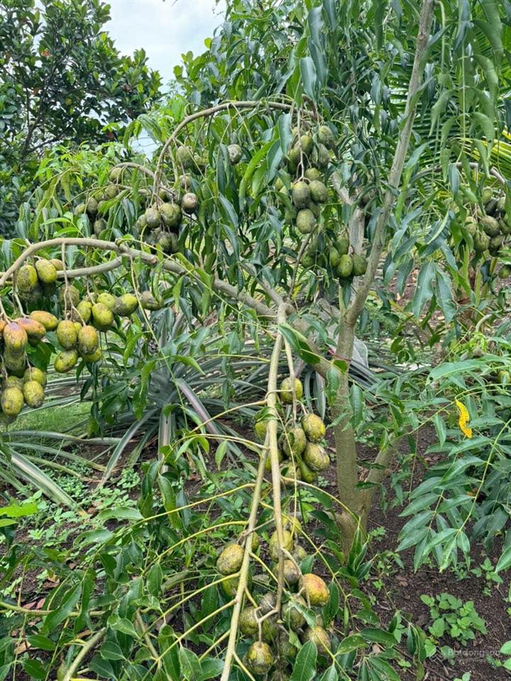 Bán 5 lô đất thổ cư nằm trong khu dân cư hiện hữu, vị trí ngay khu vực ngã tư dầu giây sổ sẵn