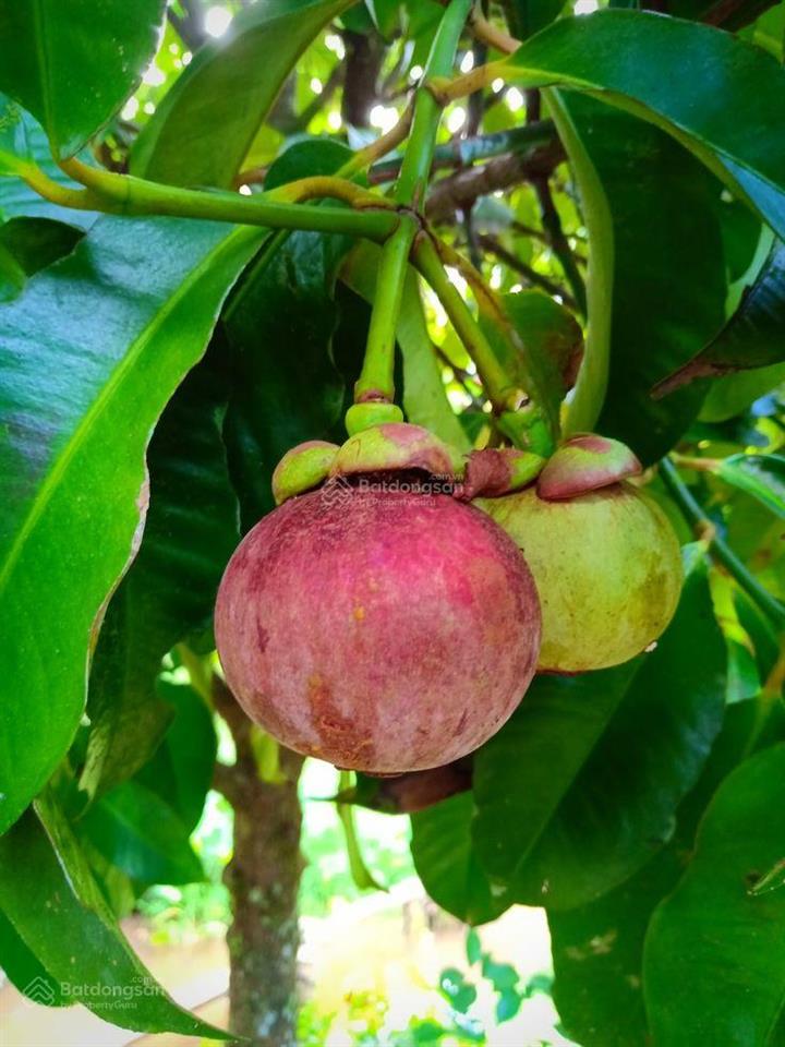 Bán 5 lô đất thổ cư nằm trong khu dân cư hiện hữu, vị trí ngay khu vực ngã tư dầu giây sổ sẵn