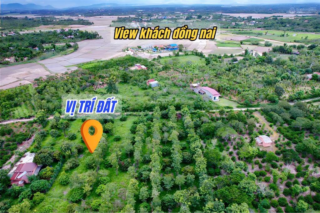 Vườn vải giá rẻ hơn 3000m2 chỉ 629tr tại eaning, đắk lắk