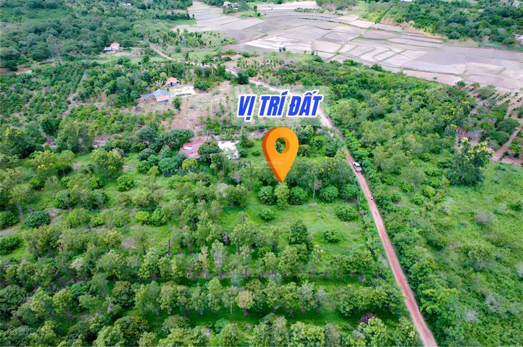Vườn vải giá rẻ hơn 3000m2 chỉ 629tr tại eaning, đắk lắk