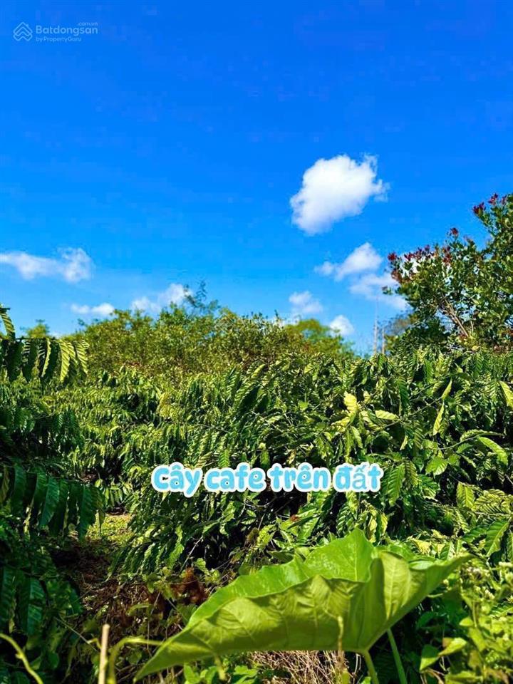 Đất nền giá rẻ tại xã dray bhang