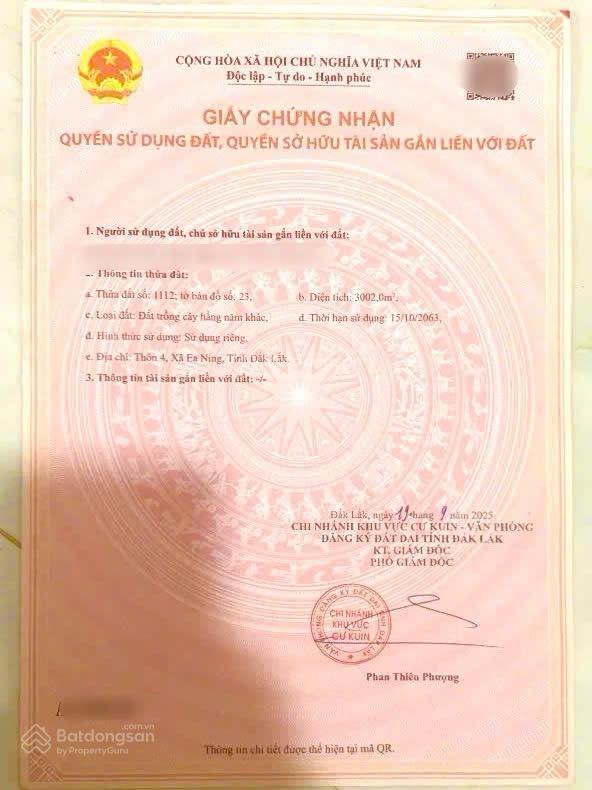 Vườn vải full siêu đẹp chỉ 6xxtr