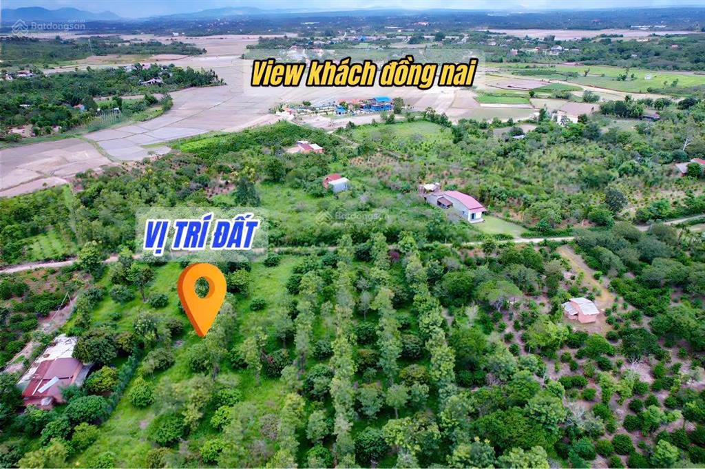 Vườn vải full siêu đẹp chỉ 6xxtr
